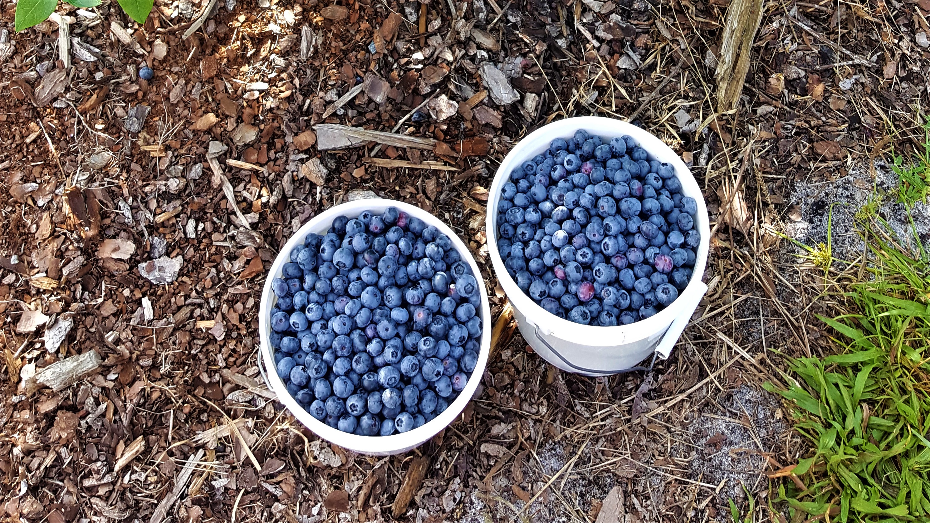 Blueberry (4)